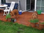 2007_0629zuhause0019